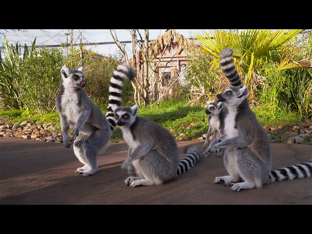Lemurs | Weird Animal Searches | BBC Studios
