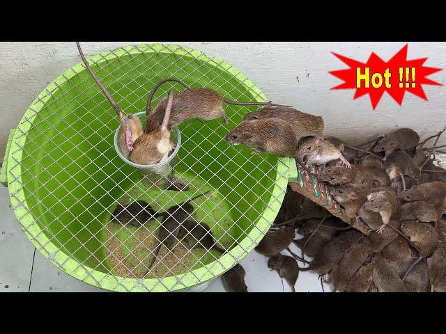Mouse trap \ Electric mouse trap \ Water rat trap