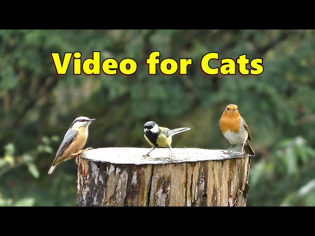 Birds in The Gentle Rain ~ Videos for People to Watch with Their Cats