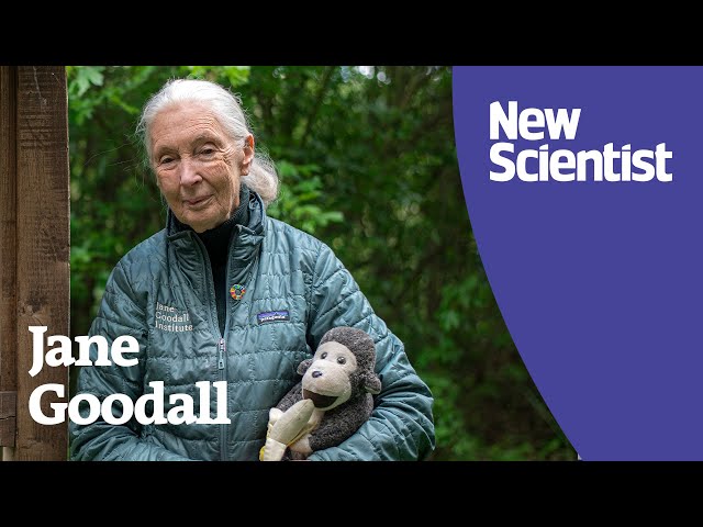 Dr Jane Goodall: 'When nature suffers, we suffer'
