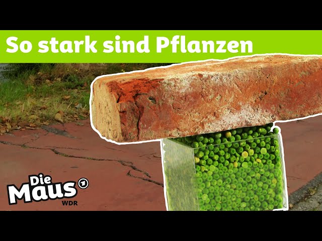 So wachsen Pflanzen durch den Asphalt | DieMaus | WDR