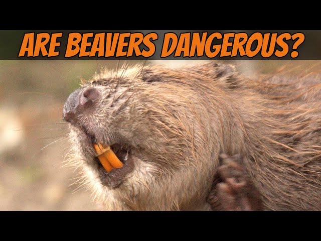 How Dangerous Is the Beaver?