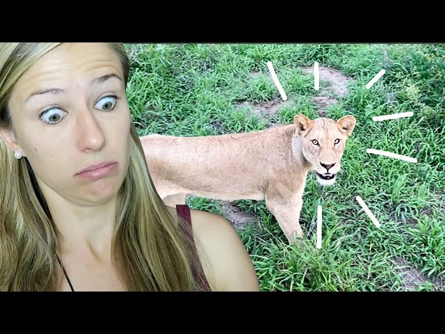 Safari Teil 1: Ein Löwe läuft an uns vorbei!