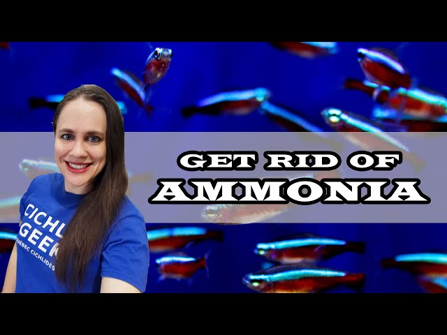 How to Get Rid of Ammonia in your Aquarium