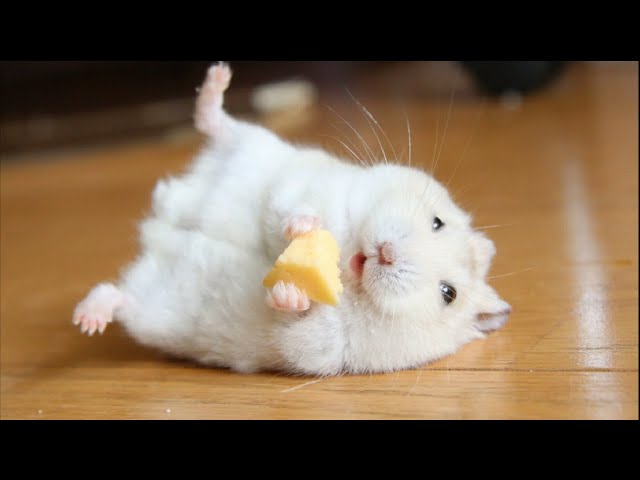 Funny Hamsters Videos | Funny and Cute Moment of the Animals #2