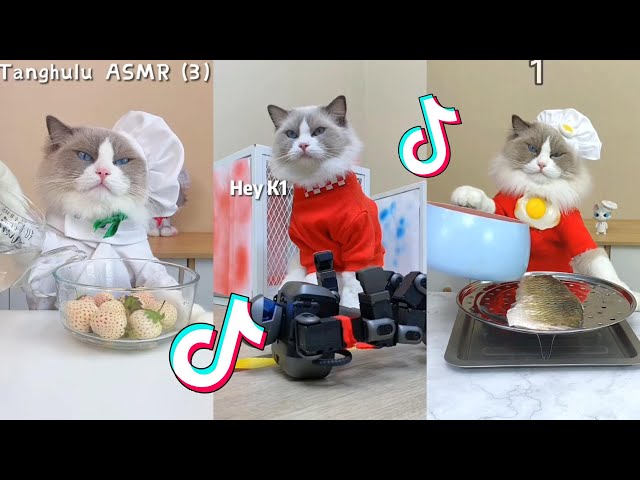 That Little Puff | Cats Make Food 😻 | TikTok Compilation 2023 #3