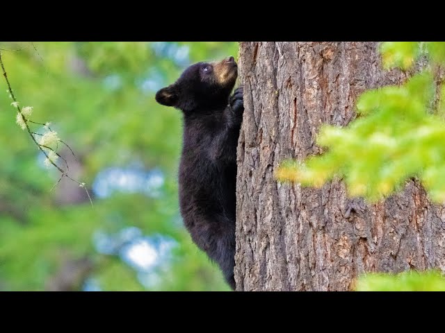 Tiny Newborn Bear Cubs and Mum find a Much Better Location