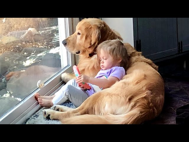 When your dog is the best babysitter