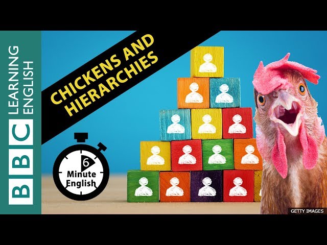 What chickens can teach us about hierarchies - 6 Minute English