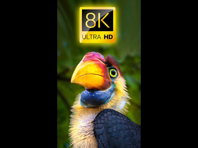 BEAUTIFUL BIRDS 8K ULTRA HD