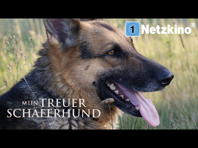 Mein treuer Schäferhund (Abenteuerfilm in voller Länge, kompletter Film auf Deutsch)