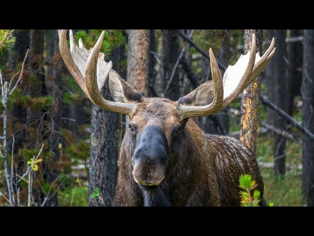 Magnificent Bull Moose enters the Rut in Canada's Rockies