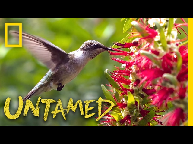 Hummingbirds: Nature's Gladiators - Ep. 7 | Untamed with Filipe DeAndrade