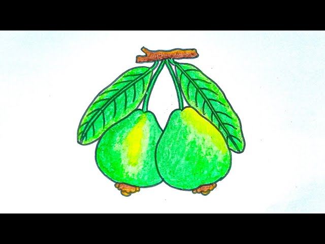 Easy Guava Drawing Step By Step.