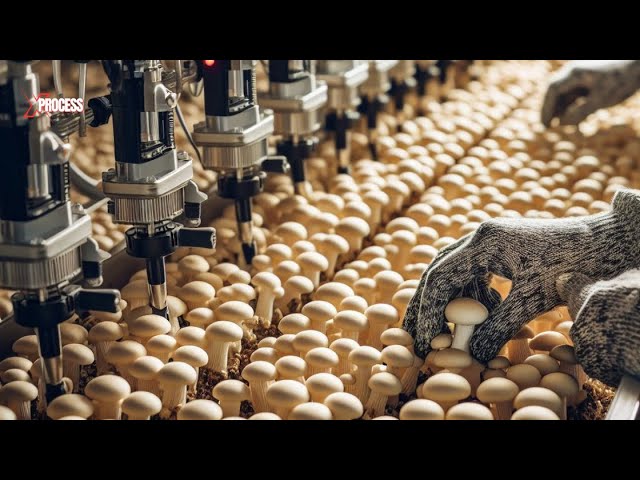 How are MILLIONS of MUSHROOMS Harvested And Canned | Mushroom Farming