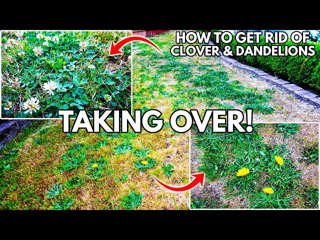 How To Get Rid Of Dandelion, Crabgrass & Clover In The Lawn -Professionally Control Weeds Like A Pro
