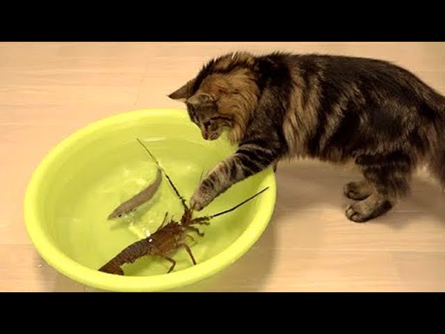 Funniest Cat Videos That Will Make You Laugh #17 - Funny Cats and Dogs Videos