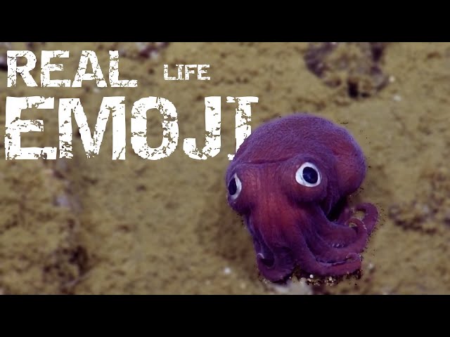 The Octopus That Looks Like a Funko Pop