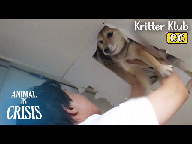 Shibe Dog Goes Round And Round On The Roof... WHY? l Animal in Crisis Ep 402