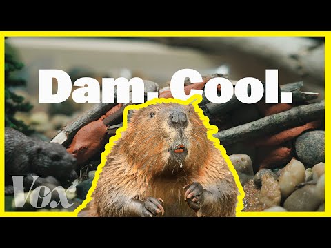 Why beavers matter as the planet heats up