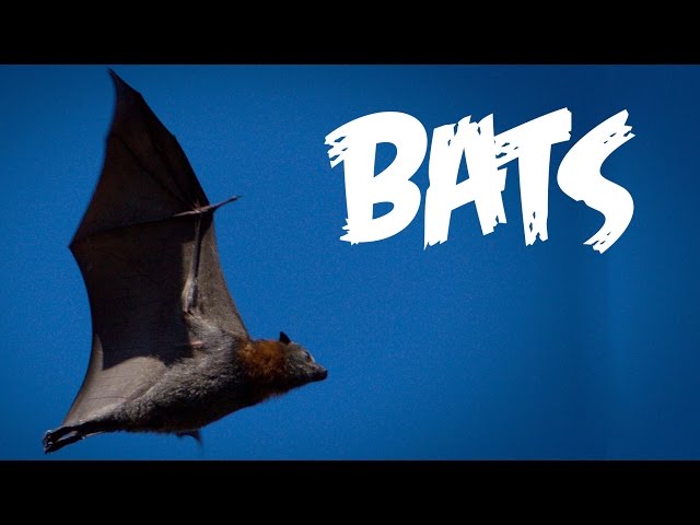 All About Bats for Kids: Animal Videos for Children - FreeSchool