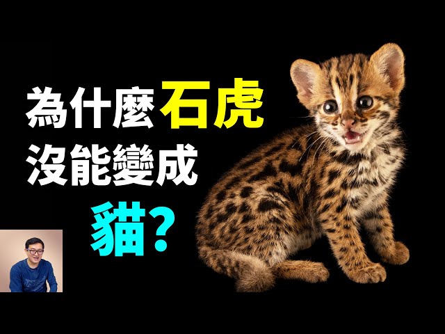 揭秘石虎沒能變成貓的兩個原因，現在台灣石虎的最大威脅，除了流浪犬和路殺還有什麼？牠會不會像雲豹一樣滅絕？Leopard cat 豹貓【老肉雜談】
