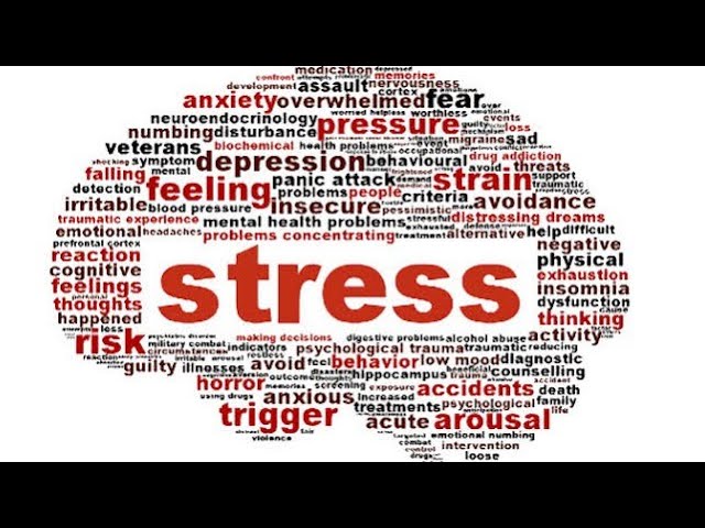 Introduction to Stress: Understanding Eustress, Distress, and Our Stress Response