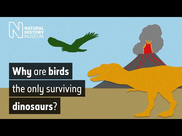 Why are birds the only surviving dinosaurs? | Natural History Museum
