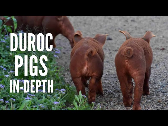 Duroc Pigs: Breed Profile, Characteristics and More