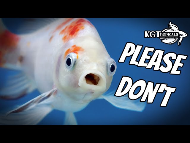 10 Things Fish Keepers Should NEVER DO