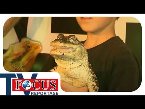 Krokodile zum Kuscheln – Eine Familie eröffnet einen Zoo | Focus TV Reportage