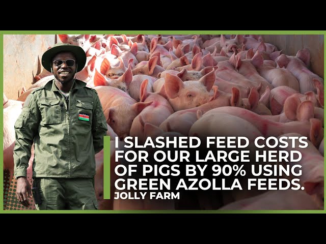 How to Cheaply Feed Many Pigs Using Azolla Huge Profits