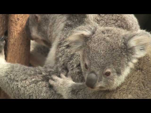 Protecting Urban Koalas
