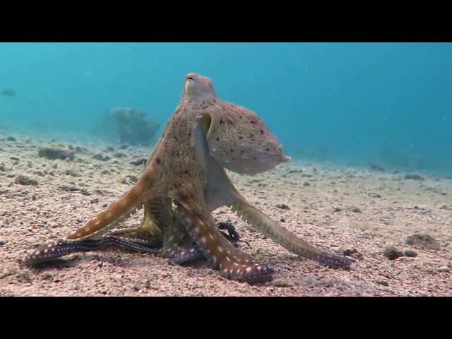 Octopus hunts small fish while Goatfish and Lionfish are also waiting for their prey