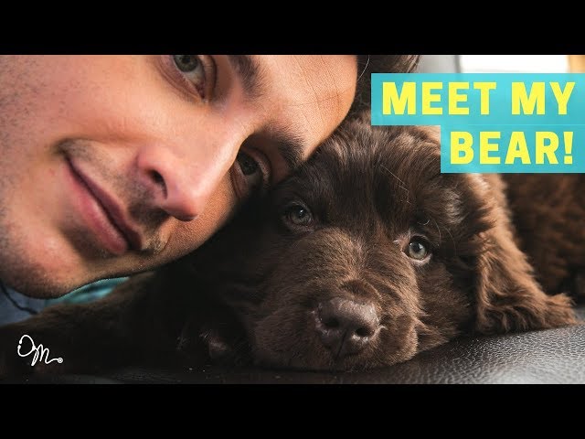 MEET MY BEAR PUPPY! | Health Benefits of Having a Dog | Doctor Mike