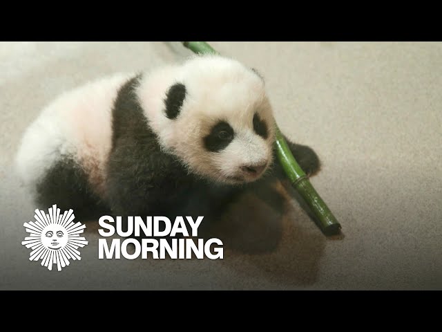 Meet Xiao Qi Ji, the Smithsonian National Zoo's star panda cub