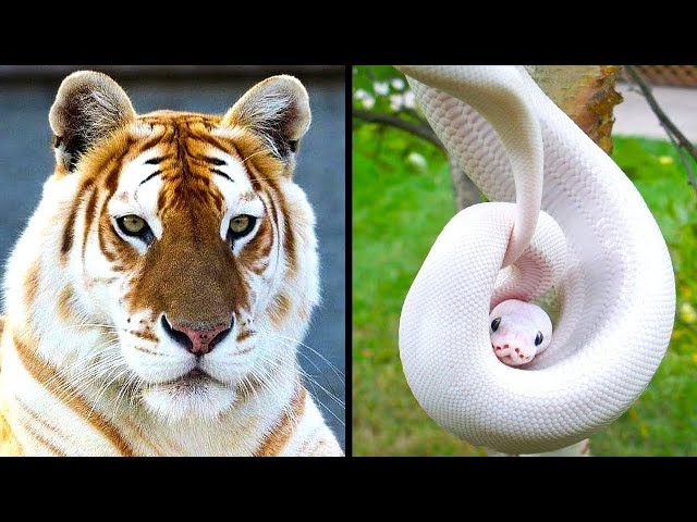 Rarest Animals in the World