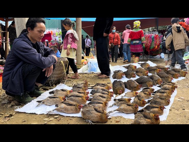 Zon sells Chickens and Boar at the year-end Tet market, vang hoa, king kong amazon