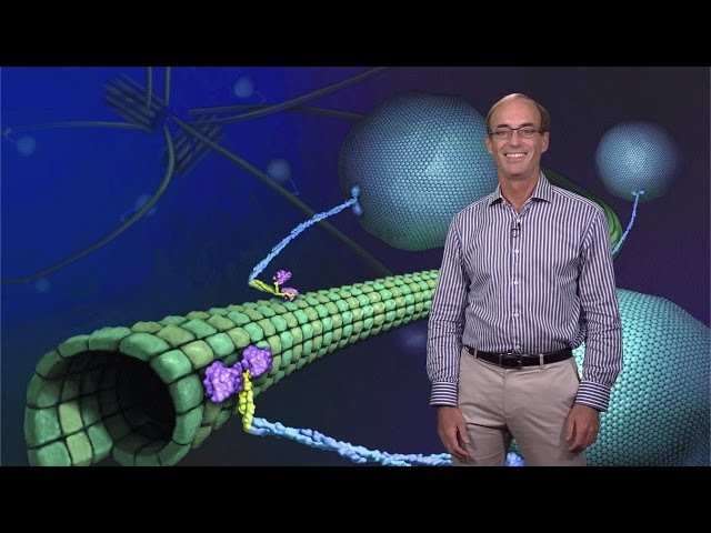 Ron Vale (UCSF, HHMI) 1: Molecular Motor Proteins