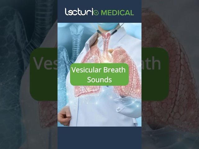 Decoding Vesicular Breath Sounds 💨  #usmlestep #usmle