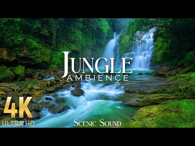 Jungle Ambience 4K - Forest Relaxing Ambiences - Scenic Sound