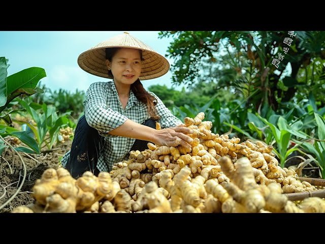 Harvesting Gingers Goes To Market Sell - Digging Ginger Root - Vegetable Gardening - Baby Care