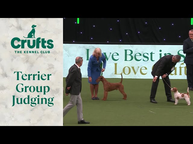 Terrier Group Judging | Crufts 2024