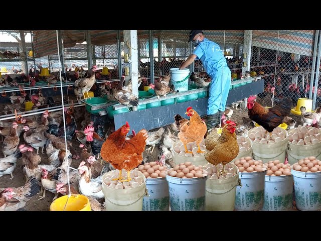 Full Video : Harvesting eggs of Chicken Farms - Farm And Country Life