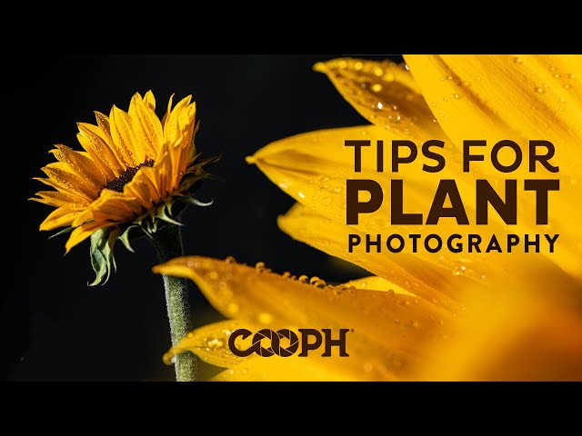 Stunning Plant & Flower Photography Tips - 2022