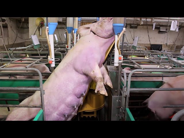 Incredible pig removal & never seen before farming systems. What an outstanding farming technology!