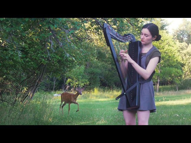 A deer turned my harp session into a Disney movie