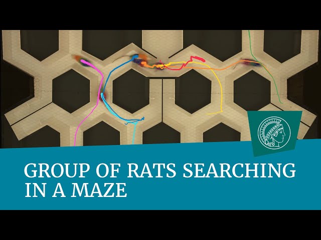 Group of rats searching in a maze
