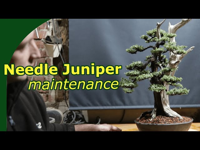 Needle Junipers bonsai care, as shown on an overgrown bonsai