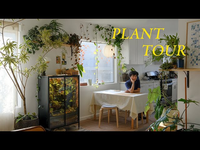 Relaxing Plant Tour | my entire houseplant collection